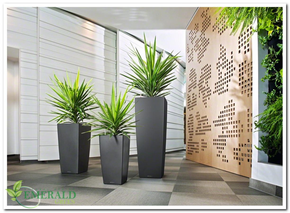 Растения в кашпо для озеленения офиса - Emerald Green